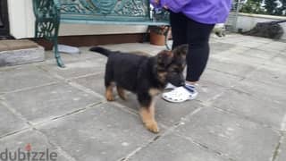 German Shepherd puppy. WhatsApp ‪+1,(909) 315,‑,3853 0