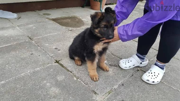 German Shepherd puppy. WhatsApp ‪+1,(909) 315,‑,3853 1