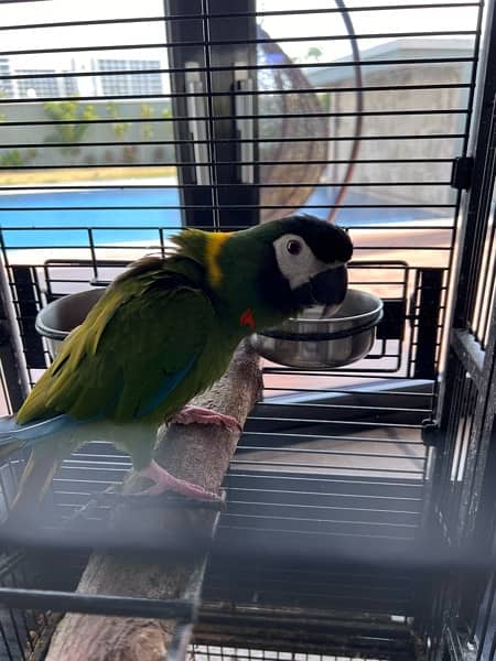 Mini-macaw للبيع ميني ماكو 4