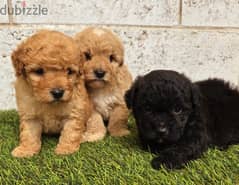Pomeranian and Yorkshire and poodle and golden retriever
