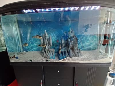 Aquarium urgent selling