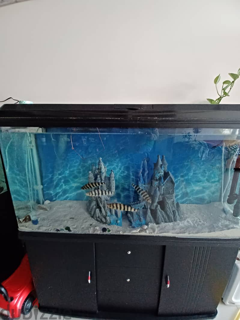 Aquarium urgent selling 1