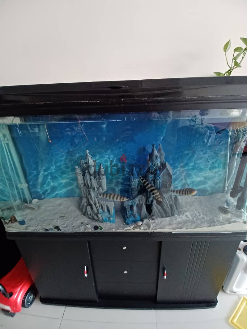 Aquarium urgent selling 2