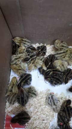 quail chiks urgent for sale
