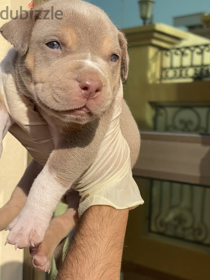 Ukc american sale bully for sale