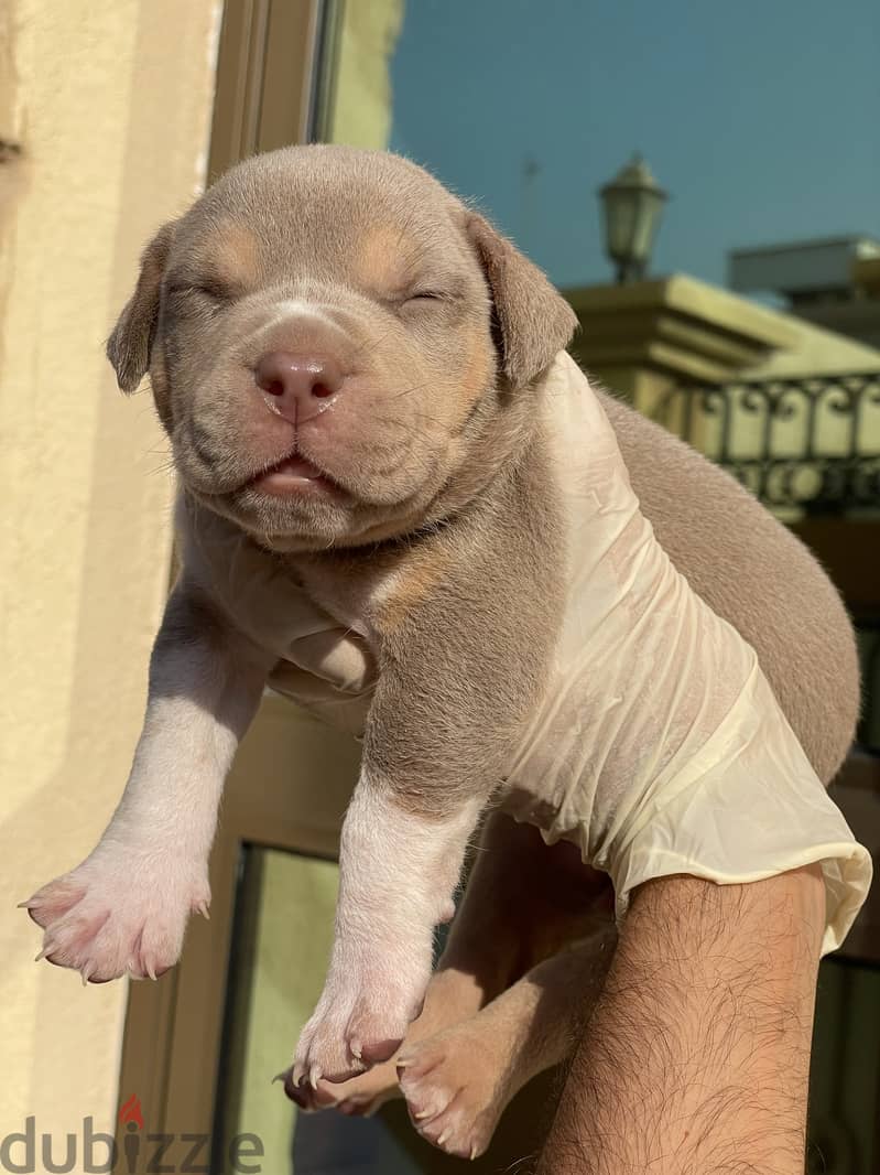 Ukc american clearance bully for sale