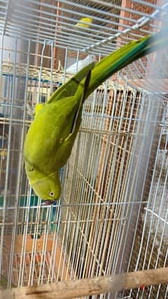 ring neck parrot female