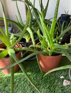 Aloe Vera Plant BD 2 only! 0