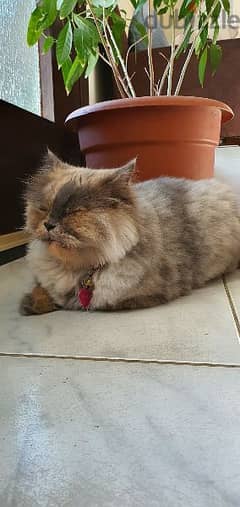 Himalayan Persian Cat for SALE