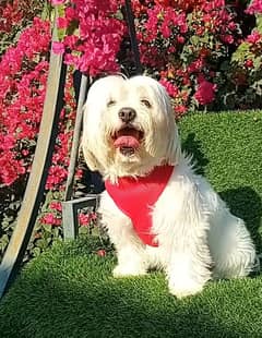 Maltese dog male pure top level for sell