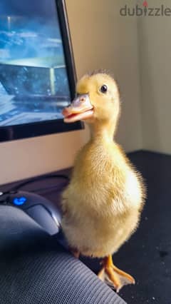 بط للبيع cute ducks