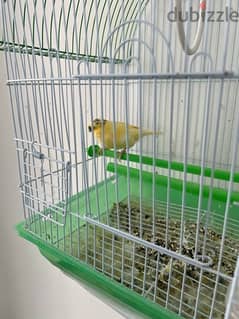 canary with cage 20 BD