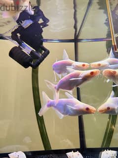Albino Catfish 0