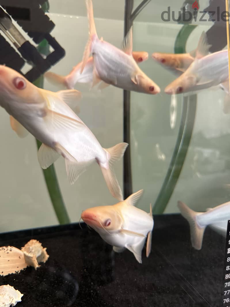 Albino Catfish 3