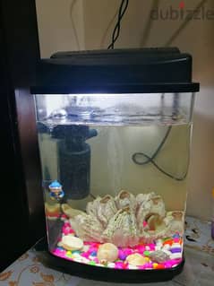 Dream Aquarium Fish Tank