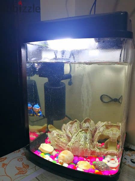 Dream Aquarium Fish Tank 1