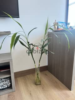 Lucky bamboo plant with glass vase - water - indoor