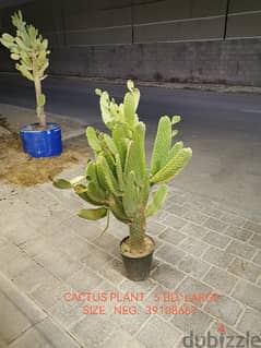 Cactus plant  صبار 0