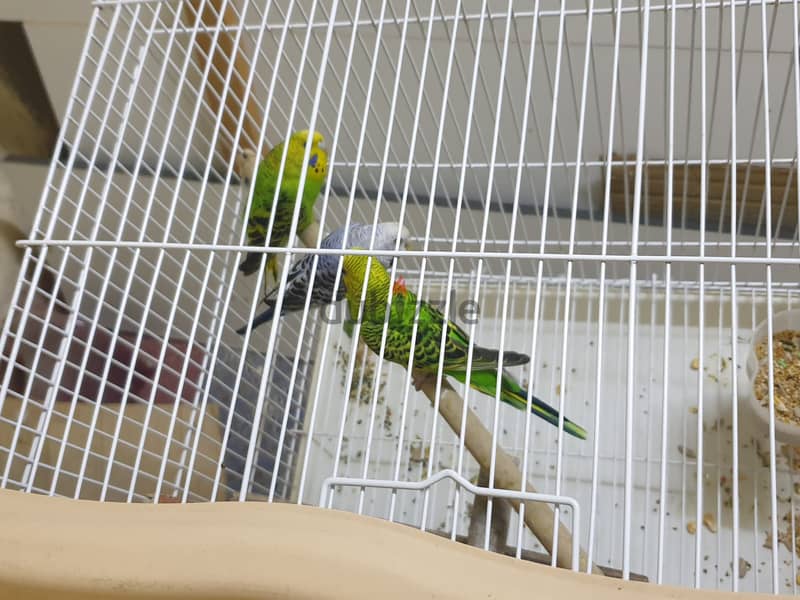 3 Birds with med cage and food 1