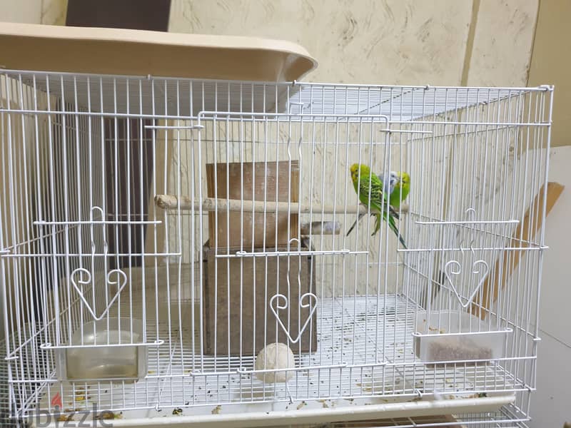 3 Birds with med cage and food 2