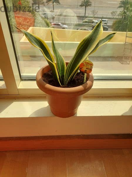 snake plant indoor 1