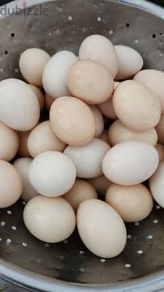 Organic chicken eggs 0