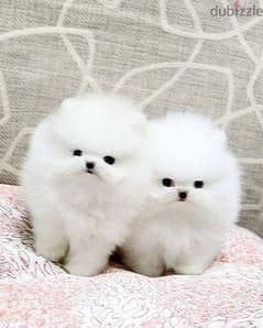 TEACUP POMERANIAN PUPPIES FOR FREE