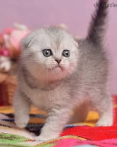 Beautiful Scottish Fold Kitten 0