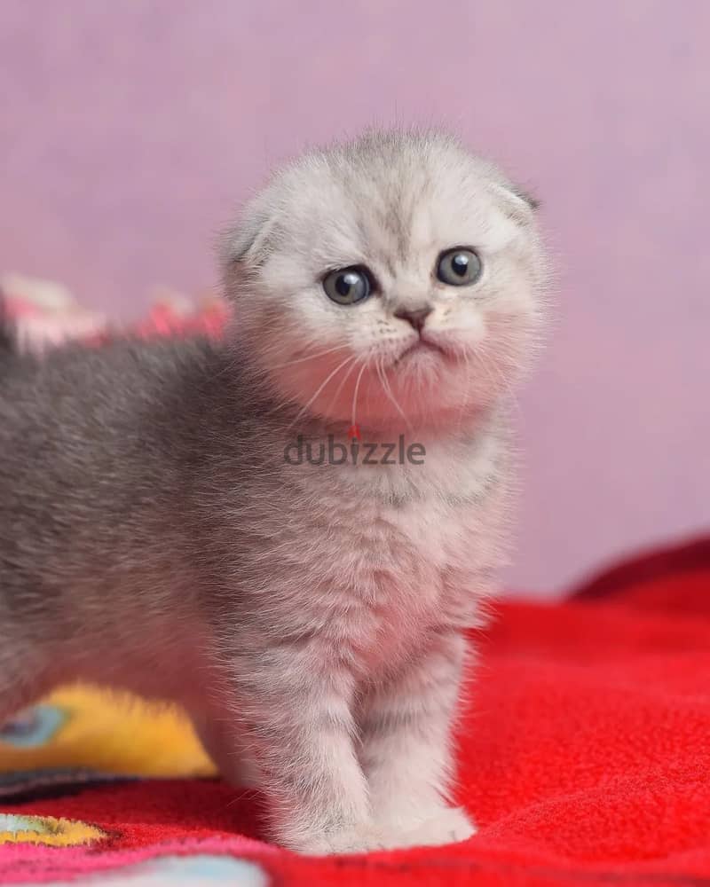 Beautiful Scottish Fold Kitten 1