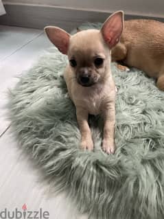 Chiwawa new born baby for sale
