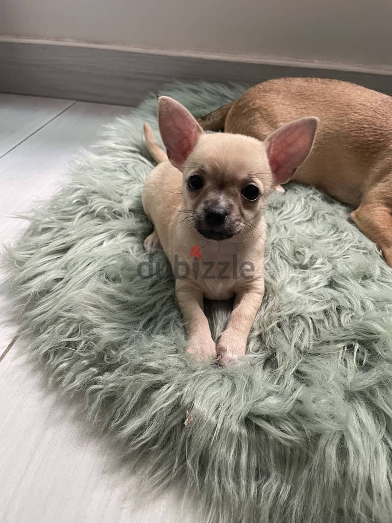 Chiwawa new born baby for sale 1