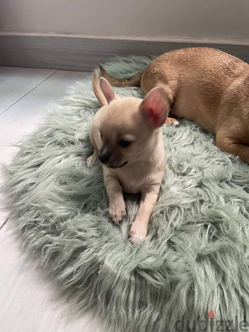 Chiwawa new born baby for sale 2