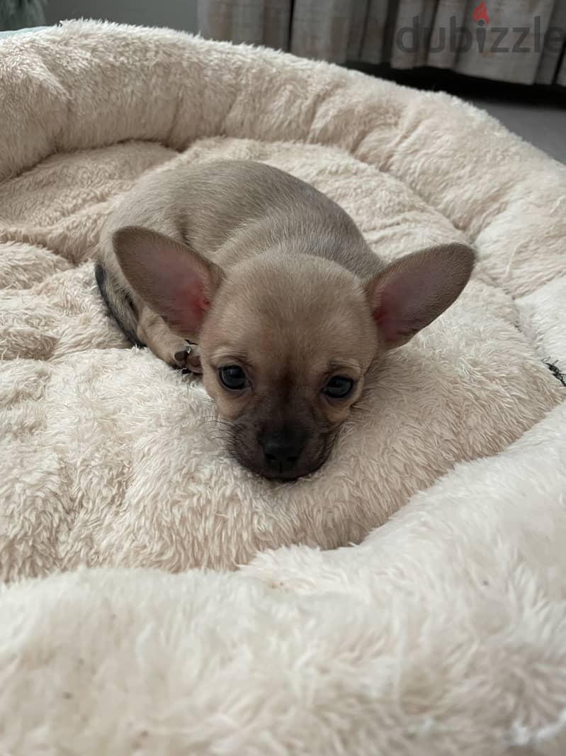 Chiwawa new born baby for sale 3