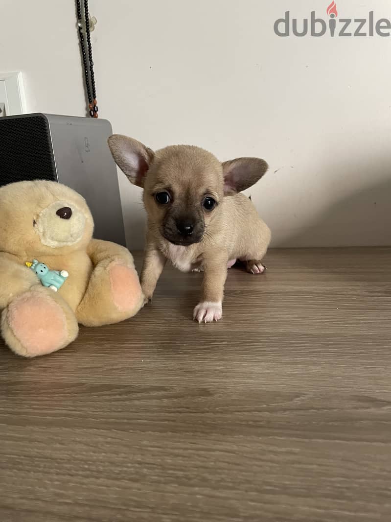 Chiwawa new born baby for sale 4