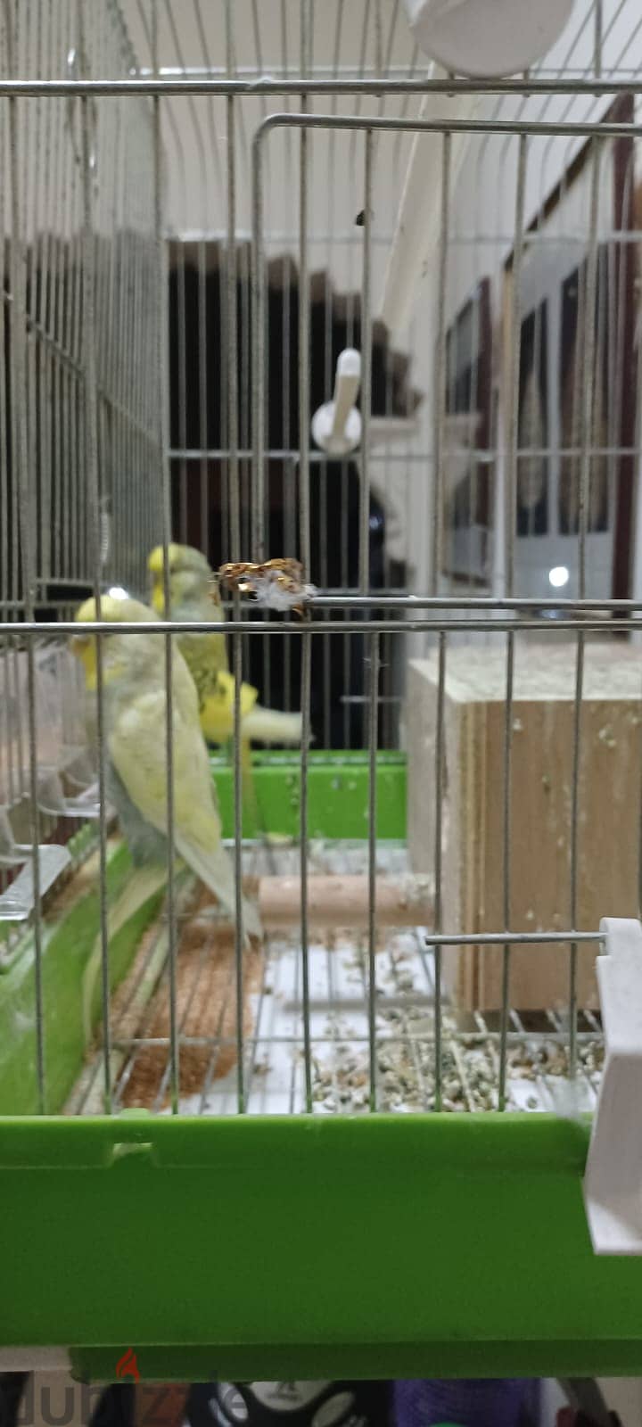 3 Love Birds with Cage 0