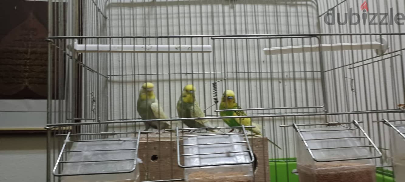 3 Love Birds with Cage 1