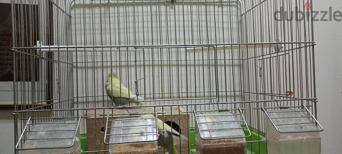 3 Love Birds with Cage 2