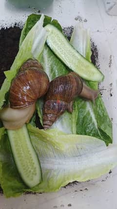 للبيع حلزونات افريقيا African snails for sale