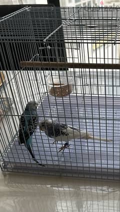 2 Birds , excellent health  with cage and food