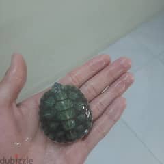 2 baby turtle cute ,good condition with food and tank emergency sell