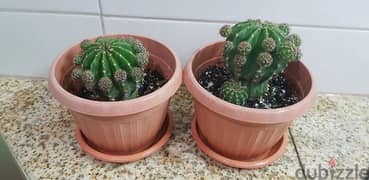 Beautiful Small Cactus