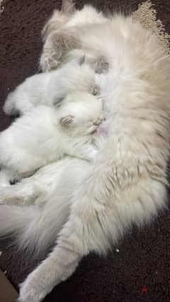 kitten sherazi with their mum