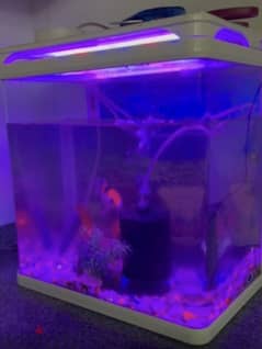 Aquarium with all accessories and fishes 0