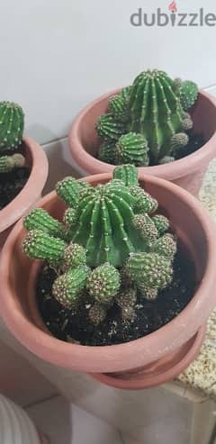 Medium Size Cactus plants