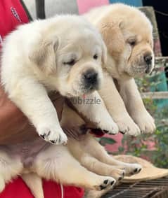 male and female labrador puppies top level 0