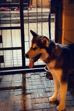 Alaskan Malamute female dog for adoption 0