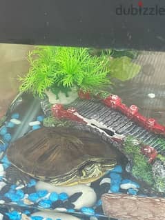 two turtle and a aquarium