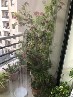 Home Plants for Sale