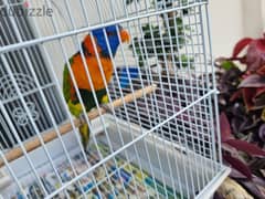 Lori very active parrot for sale