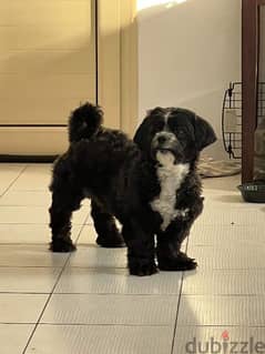 Dog for Adoption(Shih Tzu cross) - (35615538)